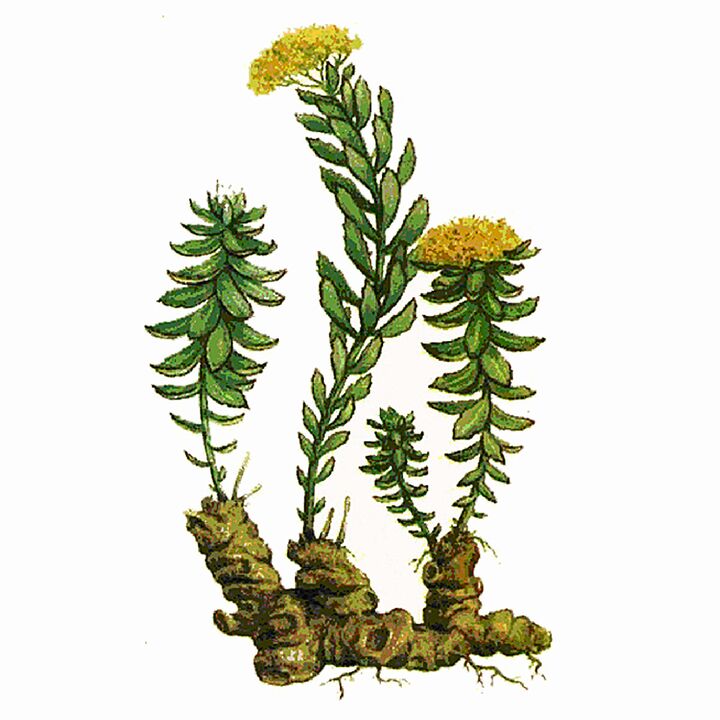 Rosela Rhodiola ekstrakts kā daļa no giganta